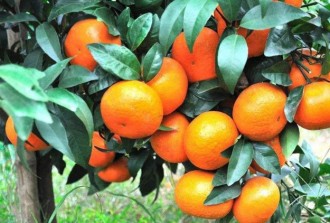 柑橘種植戶增產增收