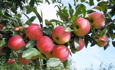 冬季蘋果樹施什么水溶肥料好？