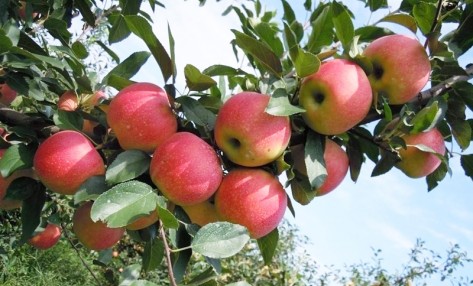 冬季蘋果樹施什么水溶肥料好？