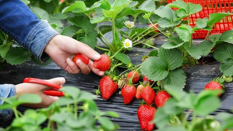 種植草莓的客戶案例